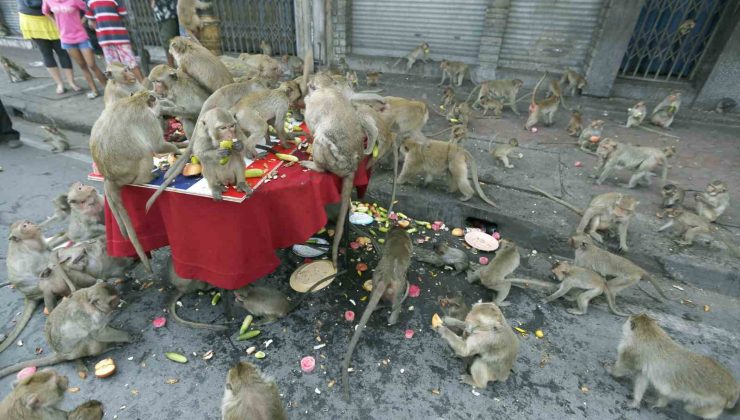 Tayland’da şehri istila eden maymunlar toplatılıyor