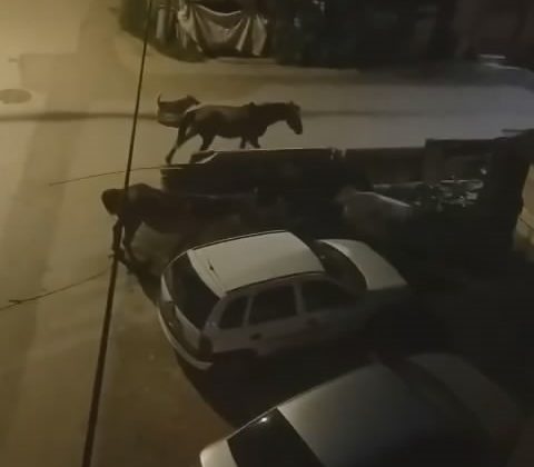 Bursa’da sokaklar gündüz insanlara, gece atlara kalıyor