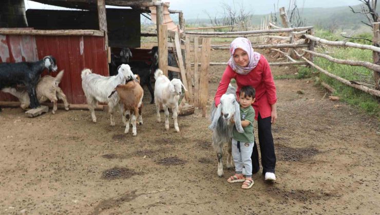 Muğla Büyükşehir ‘Kıl Keçisi Projesi’ meyvelerini vermeye başladı