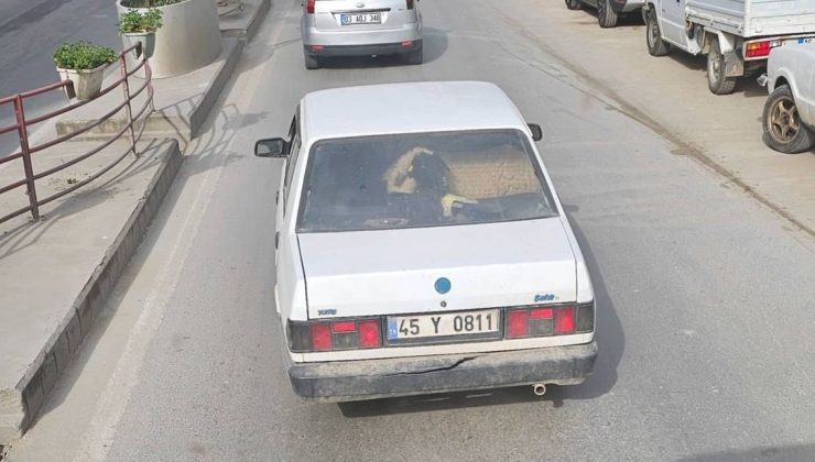 Yalova’da otomobilin arka koltuğunda koyunu görenler şaştı kaldı