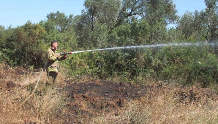 Balıkesir’deki yangında yüzlerce zeytin ve meyve ağacı zarar gördü