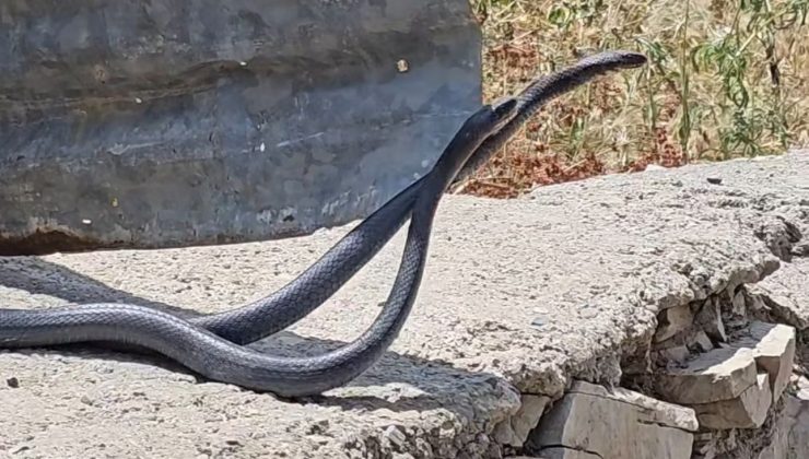 Çukurca’da yılanların çiftleşme dansı fotoğraf karesine yansıdı