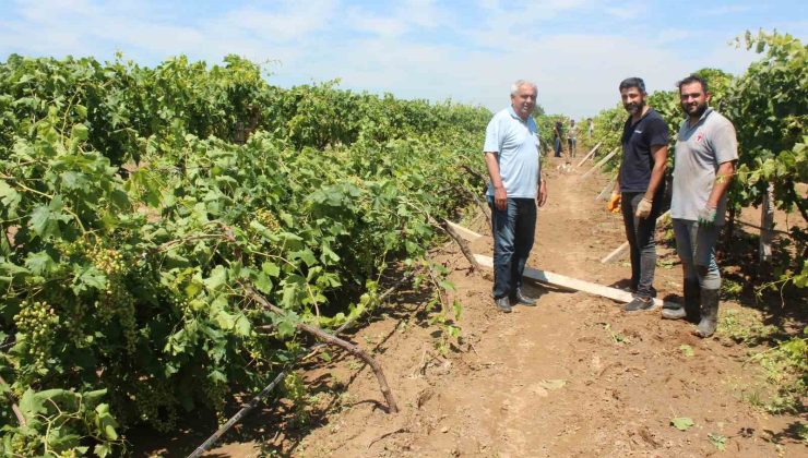 Dolu yağışının ardından üzüm bağlarında hasar tespiti başladı