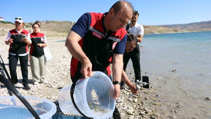 Kayseri’de sulara 1 buçuk milyon balık bırakıldı