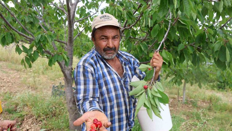 Kirazı işçi bulamayınca köylüler imece usulü topladı