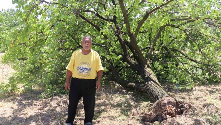 Malatya’da kayısı hasadı için gün sayan çiftçilere fırtına şoku