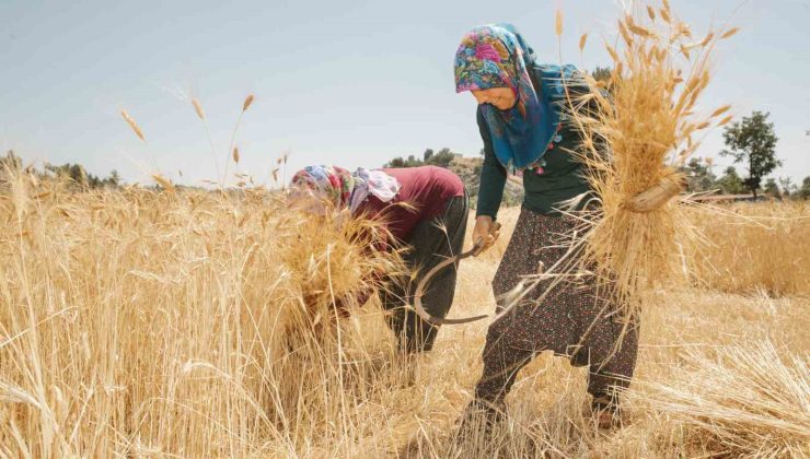 Mersin’de ata tohumlarının hasadına başlandı