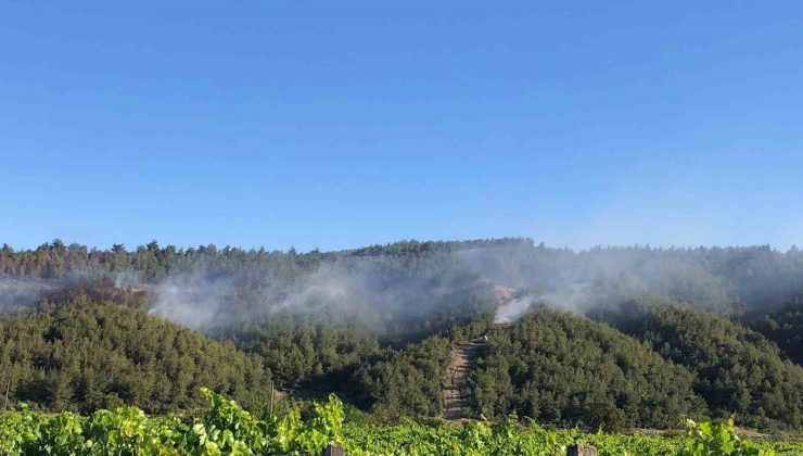 Sakarya’da ormanlık alanda çıkan yangına havadan ve karadan müdahale