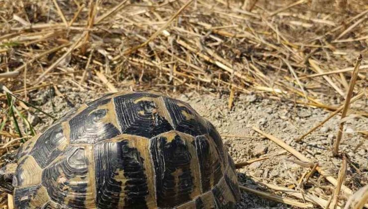 Anız yangınında mahsur kalan kaplumbağayı itfaiye kurtardı