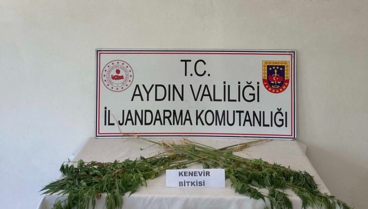 Aydın’da jandarma ekipleri uyuşturucuya geçit vermiyor