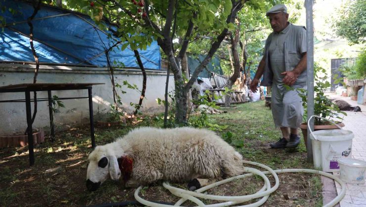 Elazığ’da sokak köpekleri dehşeti: Koyun ve tavukları telef ettiler, 3 koyunu yaraladılar