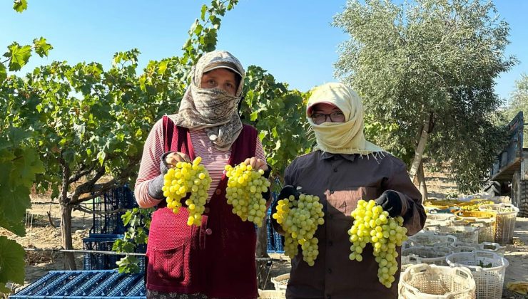 Manisa’da erkence üzümde hasat başladı