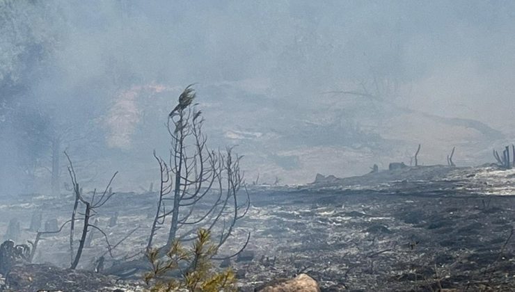 Sinop’ta orman yangını