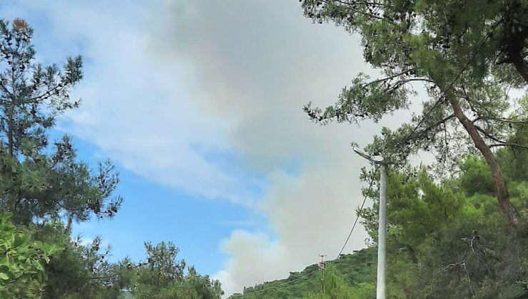 Yalova’da orman yangını