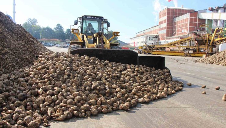 Amasya Şeker Fabrikası 71 yıldır üretimde: Şeker pancarının tatlı yolculuğu