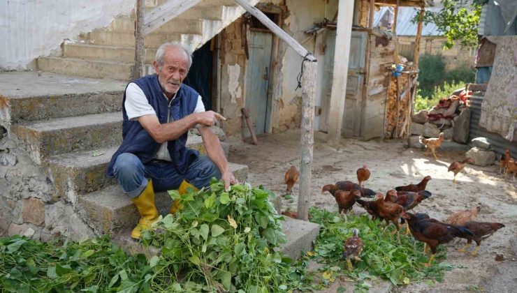 Ayılar köy merkezine indi: Yavru ayı kümesteki hayvanları, anne ayı ise fasulyeyi yedi