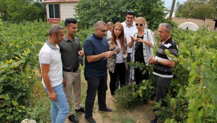 Başkan Süer: “Erciş üzümü kalitesini koruyor”