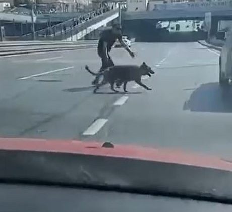 Beylikdüzü E-5’te sürücülerden köpek kurtarma operasyonu