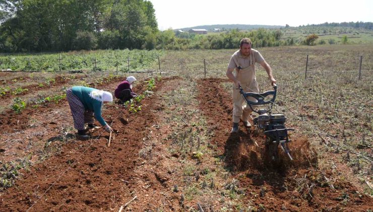 Deneme amaçlı böğürtlen dikti, şimdi siparişlere yetişemiyor