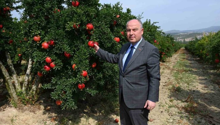 Denizli’de bu yıl 50 bin tonun üzerinde nar hasadı bekleniyor