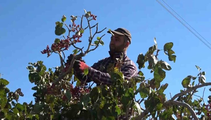 Elazığ’dan Gaziantep’e ’fıstıklı’ gözdağı