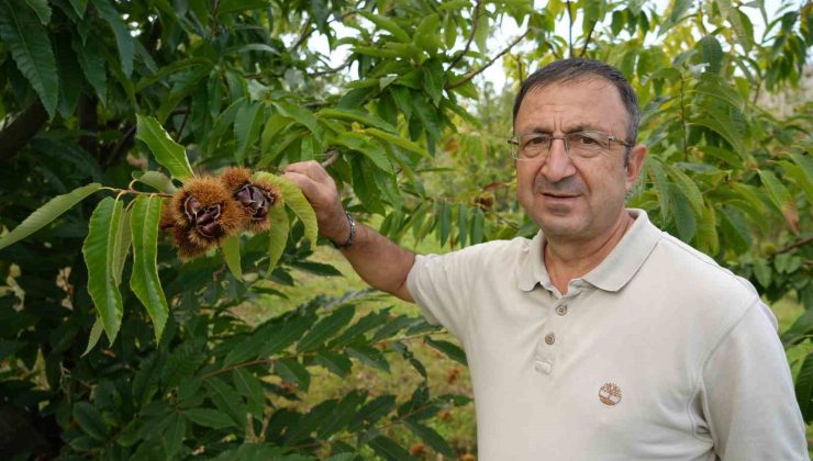 Gal arısına dayanıklı kestanenin hasadına başlandı