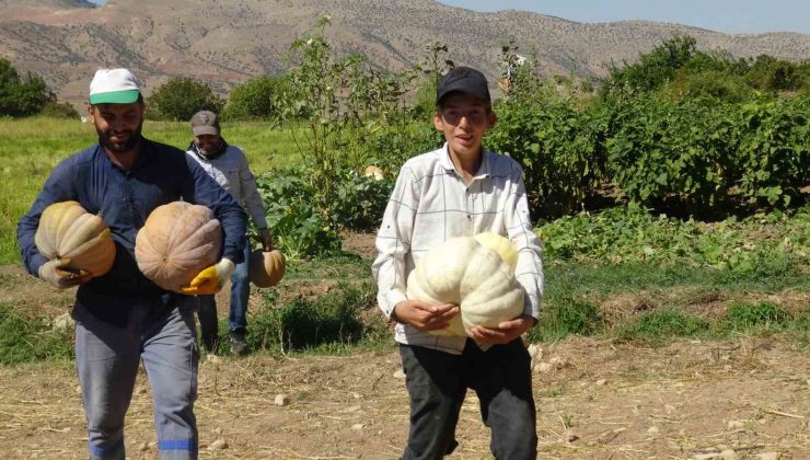 Gercüş’te bal kabağı hasadı başladı