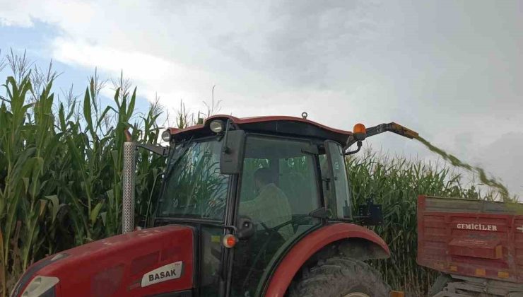 Kars’ta çiftçiler silajlık mısır hasadına başladı