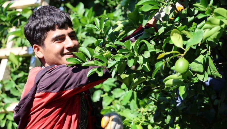 Kozan limonu Avrupa ve Asya ülkeleri için tırlara yüklendi