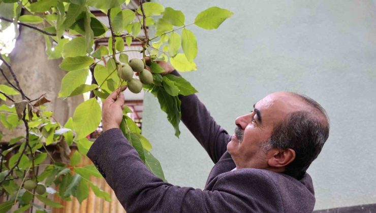 Küresel ısınma cevizi de vurdu