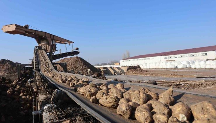 Malatya Şeker Fabrikası’nda hedef 55 bin ton şeker üretimi