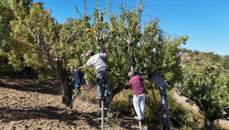 Sonbaharda toplanan kış aylarında yenilen Ankara armudunun ilginç yolculuğu