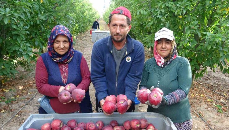 Türkiye’nin elma bahçesi Isparta’da hasat başladı