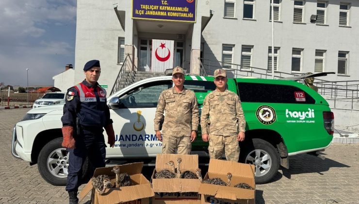 Ağrı’da yolcu otobüsünde 6 yavru deve kuşu ele geçirildi