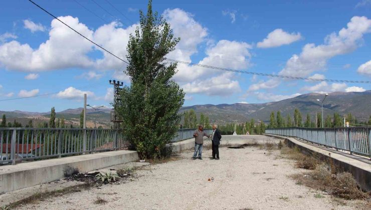 Amasya’da 16 yıldır tamamlanamayan üstgeçitte ağaçlar bitti