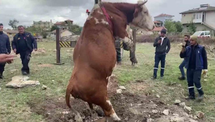 Amasya’da çukura düşen inek vinç yardımıyla kurtarıldı