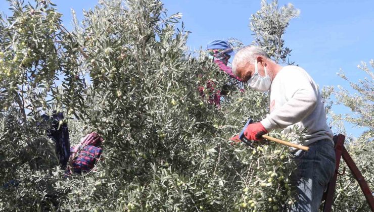 Başkan Murat Orhan’dan erken zeytin hasadına uyarısı