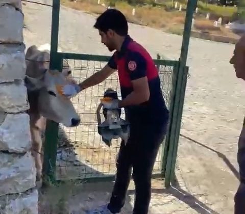 Bingöl’de demir kapıya sıkışan inek kurtarıldı