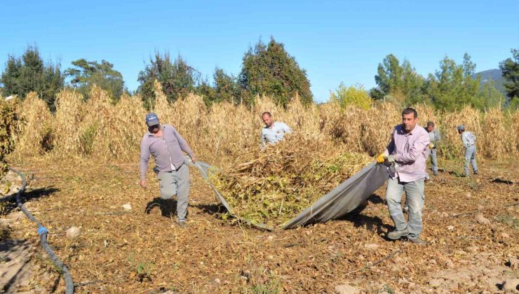 Çandır fasulyesinin hasat zamanı