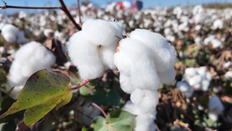 Denizli’de beyaz altın hasadı başladı