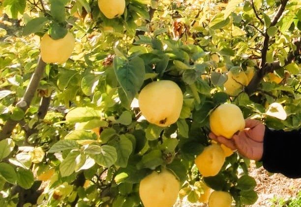 Hasadı başlayan ayva, üreticisinin yüzünü güldürdü