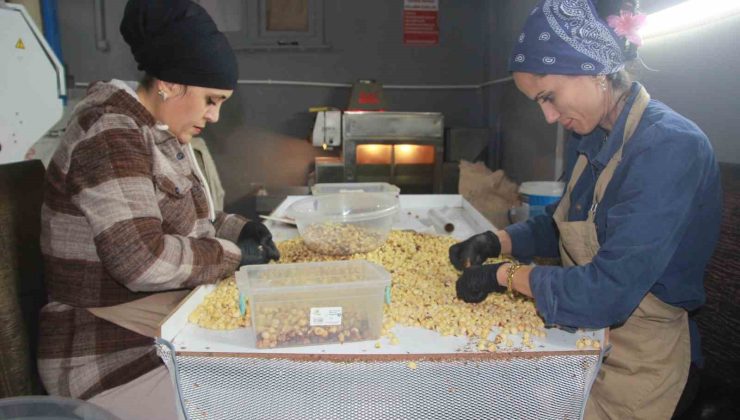 Hasadı biten fındıkta kırma ve kavurma dönemi