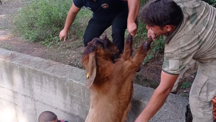 Havuza düşen keçileri itfaiye kurtardı