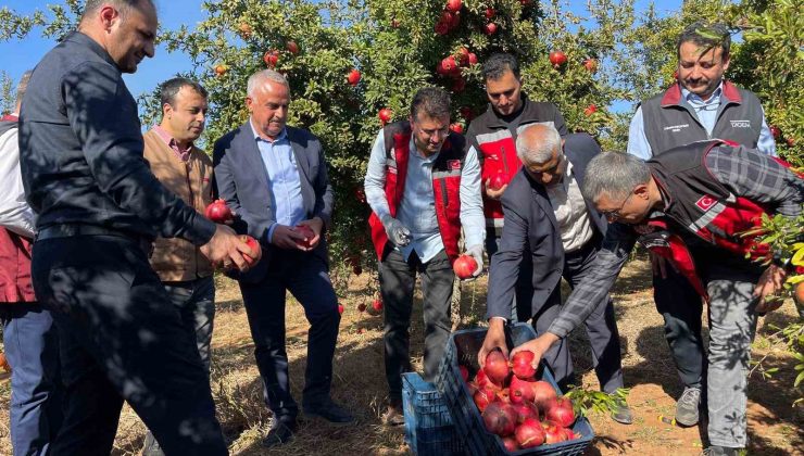 Şanlıurfa’da üretilen Hicaz Narı dünyaya ihraç ediliyor