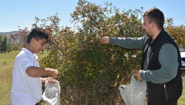 Sarıkamış’ta kuşburnu toplama sezonu başladı