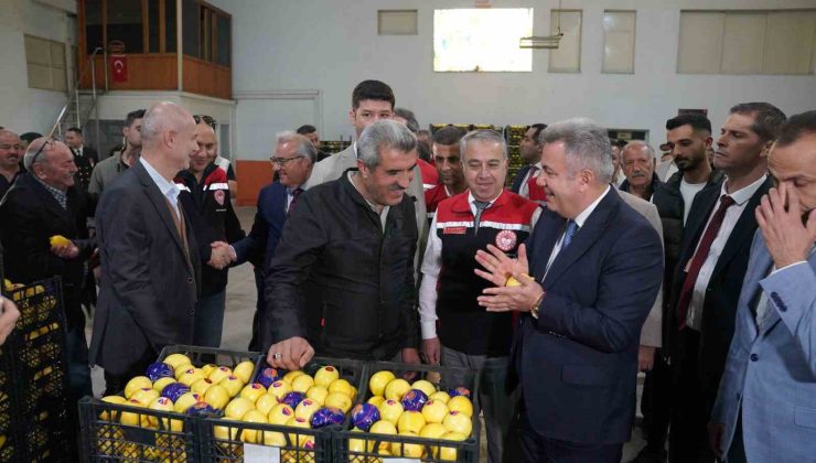 Satsuma mandalinası Balkanlar ve Avrupa yolunda