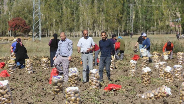 Sivaslı patates üreticisi aracıları ortadan kaldırdı, kendi üretip kendi satıyor