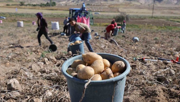 Sofraların vazgeçilmezi patates tarlada 2, pazarda 10 lira