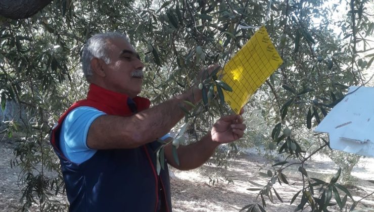 Söke’de zeytin sineği tuzağı kontrolleri sürüyor