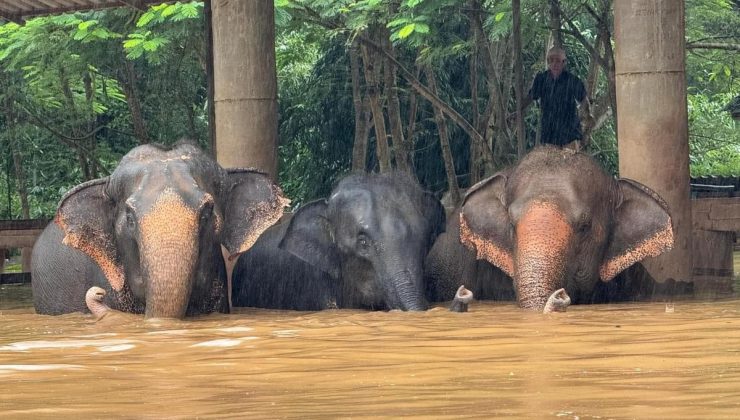 Tayland’da selde mahsur kalan 100 fil kurtarıldı